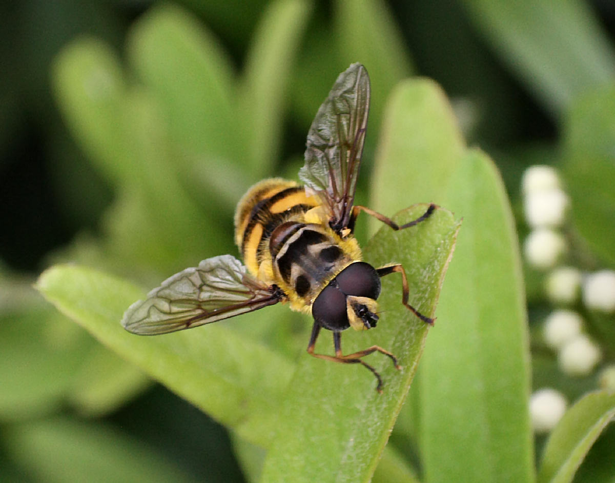 Myathropa florea ??